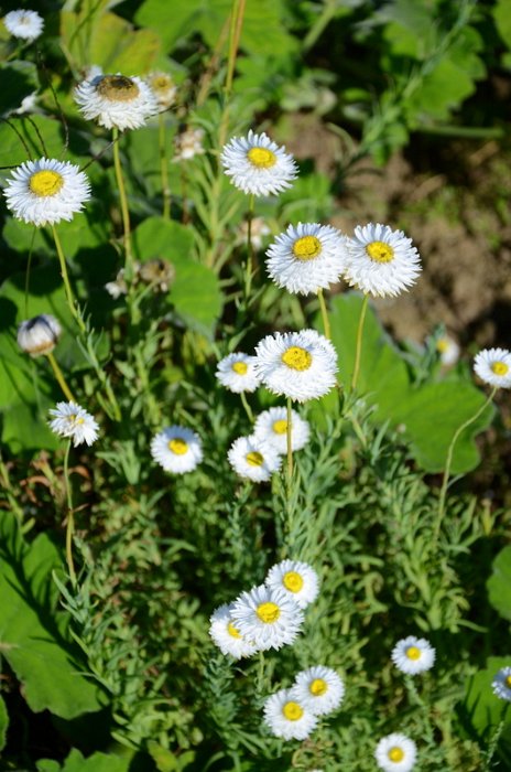 Acroclinum roseum 'Blanc'